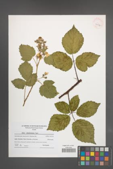 Rubus tabanimontanus [KOR 41112]