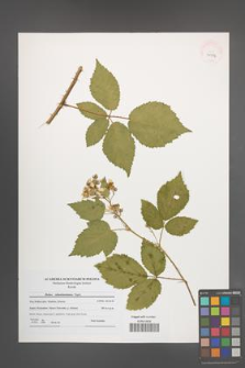 Rubus tabanimontanus [KOR 41114]