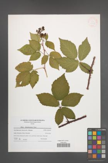Rubus tabanimontanus [KOR 41245]