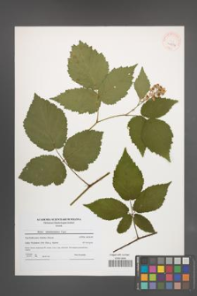 Rubus tabanimontanus [KOR 40874]