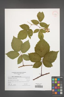 Rubus tabanimontanus [KOR 40721]