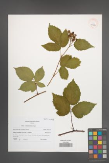 Rubus tabanimontanus [KOR 40722]
