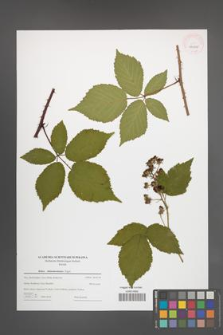 Rubus tabanimontanus [KOR 44000]
