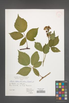 Rubus tabanimontanus [KOR 39985]
