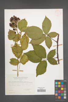 Rubus tabanimontanus [KOR 31542]