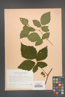 Rubus tabanimontanus [KOR 27079]