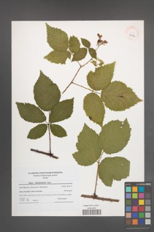 Rubus tabanimontanus [KOR 40964]