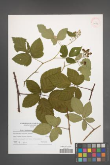 Rubus tabanimontanus [KOR 40973]