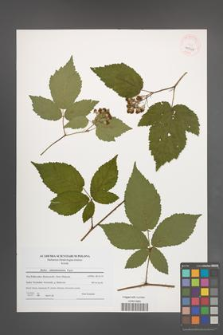 Rubus tabanimontanus [KOR 40564]
