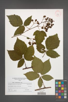 Rubus tabanimontanus [KOR 40566]