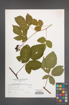 Rubus tabanimontanus [KOR 38872]