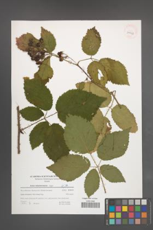 Rubus tabanimontanus [KOR 39653]