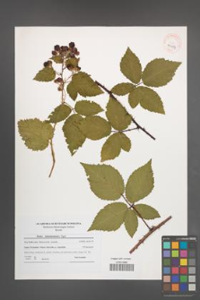 Rubus tabanimontanus [KOR 41037]