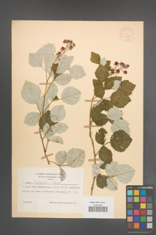 Rubus triphyllus [KOR 18632]
