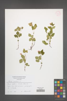 Rubus arcticus [KOR 54471]