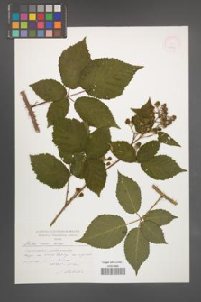 Rubus clusii [KOR 52465]