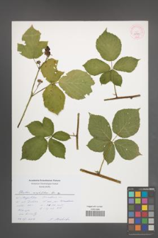 Rubus corylifolius [KOR 53979]