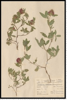 Trifolium medium L.