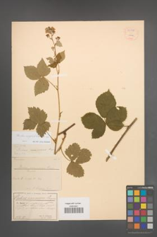 Rubus corylifolius [KOR 54506]