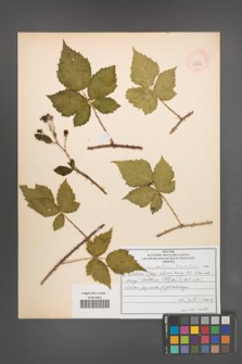 Rubus gothicus [KOR 53112]