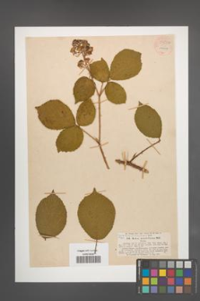 Rubus minutiflorus [KOR 54507]