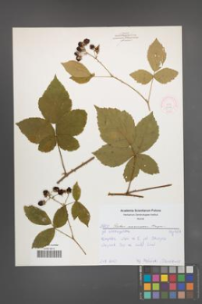 Rubus nemorosus [KOR 52174]