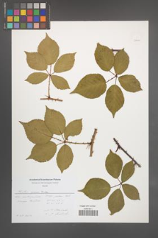 Rubus opacus [KOR 51170]