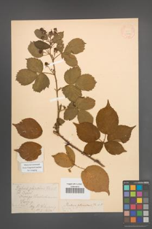 Rubus plicatus [KOR 18521]