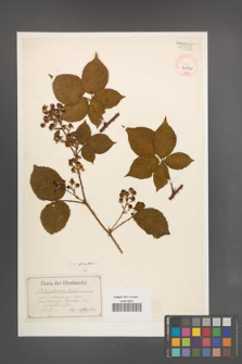 Rubus plicatus [KOR 40526]