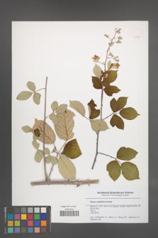 Rubus ulmifolius [KOR 50596]