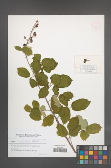 Rubus ulmifolius [KOR 51548]