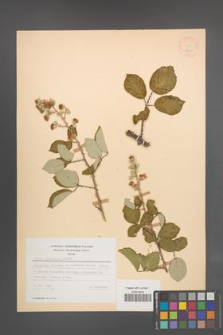 Rubus ulmifolius [KOR 18631]