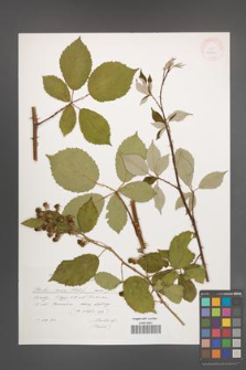 Rubus verae [KOR 29539]