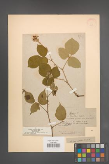 Rubus vestitus [KOR 18658]