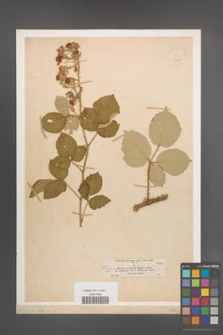 Rubus vestitus [KOR 18657]