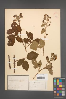 Rubus vulgaris [KOR 18651]