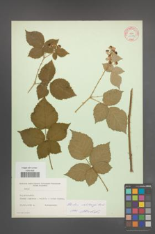 Rubus wahlbergii [KOR 10587]