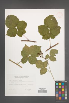 Rubus wahlbergii [KOR 32893]