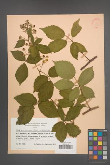 Rubus wimmerianus [KOR 22806]