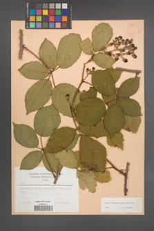 Rubus wimmerianus [KOR 23419]