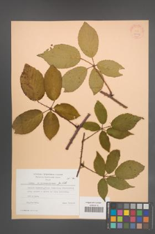 Rubus wimmerianus [KOR 24354]