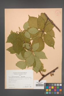 Rubus wimmerianus [KOR 22753]