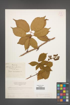 Rubus wimmerianus [KOR 54882]