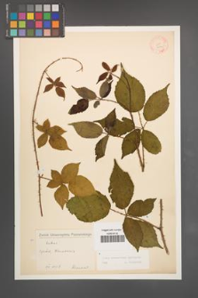 Rubus wimmerianus [KOR 22736]