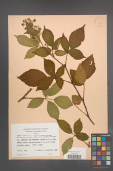 Rubus wimmerianus [KOR 22812]