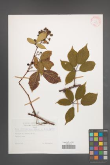 Rubus wimmerianus [KOR 29192]