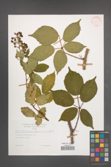 Rubus wimmerianus [KOR 29191]