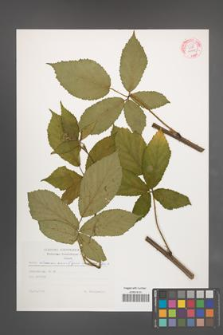 Rubus wimmerianus [KOR 54538]