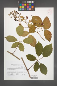Rubus wimmerianus [KOR 54540]