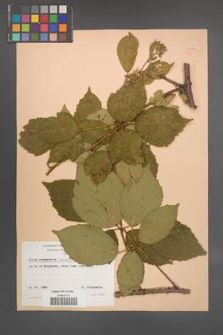 Rubus wimmerianus [KOR 22937]